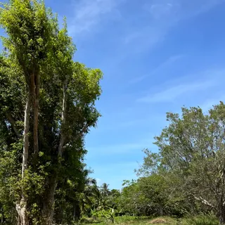 Ảnh người dùng đánh giá Forever Green Resort