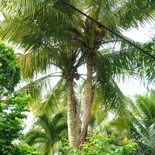 Ảnh người dùng đánh giá Forever Green Resort