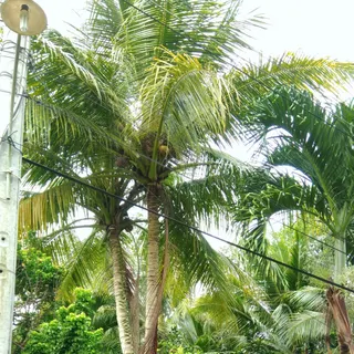 Ảnh người dùng đánh giá Forever Green Resort