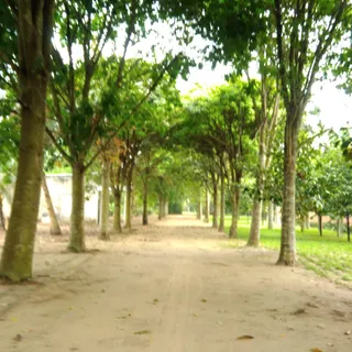 Ảnh người dùng đánh giá Forever Green Resort