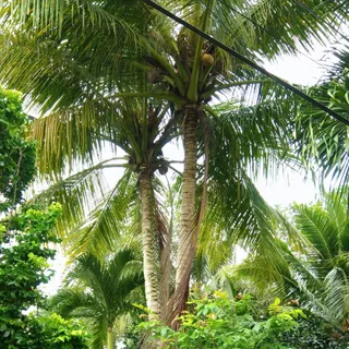 Ảnh người dùng đánh giá Forever Green Resort