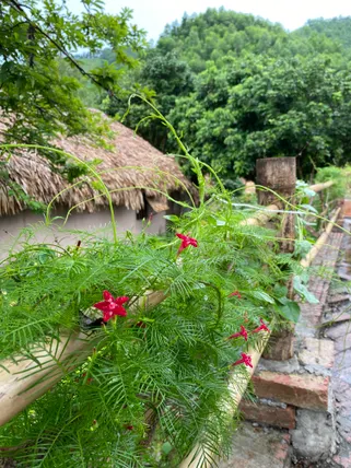 Ảnh Làng Háo Hức