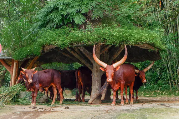 Ảnh Villa Griyanena