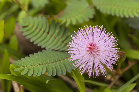 Ảnh Panorama Hotel