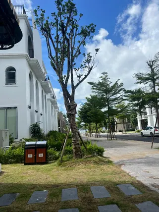 Ảnh Trà Cổ Luxury Hotel