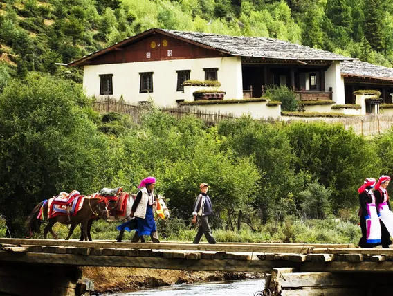 Ảnh Banyan Tree Ringha