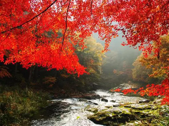 Ảnh Yasashisanoyado Chikutei