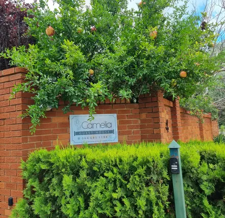 Ảnh Camelia Guest House