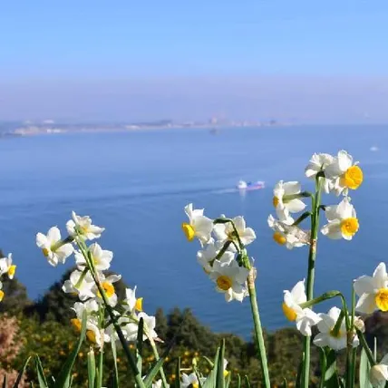 Ảnh Hotel Marinoa Resort Fukuoka